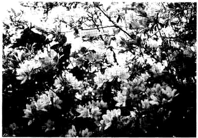 066-1.gif