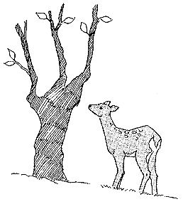 066-2.gif