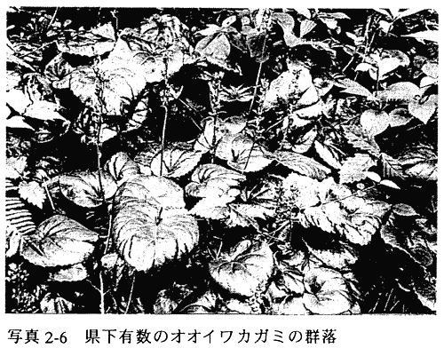 021-2.gif