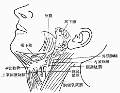 動脈 圧迫 頸 頚動脈洞反射