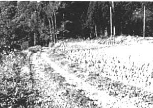 091-1.jpg