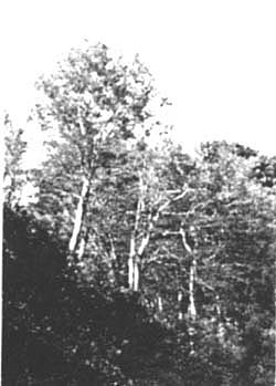 091-6.jpg