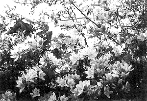 069-1.gif