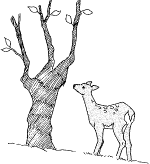 069-2.gif