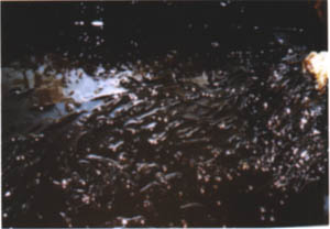 064-1.jpg