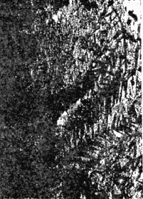 008-4.gif