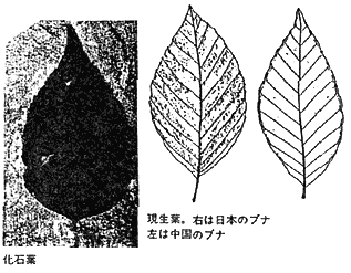 013-1.gif