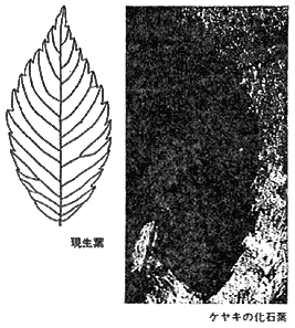 013-4.gif