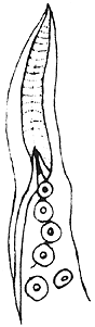 071-1.gif