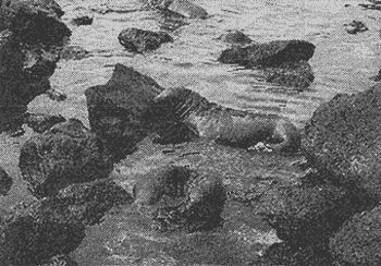 028-1.gif