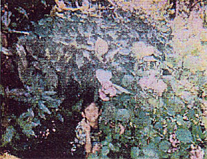 068-3.jpg