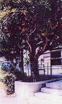 068-5.jpg