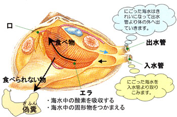 日本財団図書館 電子図書館 2002年度実施報告書 尼崎港における実践環境教育プログラム